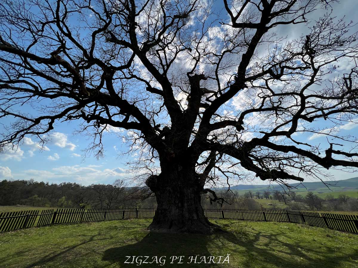 Stejarul Secular de la Mercheașa, peste 930 de ani de existență - Blog de calatorii - ZIGZAG PE HARTĂ - IMG 6064