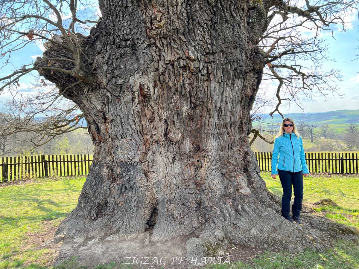 Stejarul Secular de la Mercheașa, peste 930 de ani de existență - Blog de calatorii - ZIGZAG PE HARTĂ - IMG 6083 1